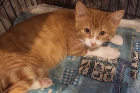 В дар кошку. Рыжие котята в добрые руки. Фото1