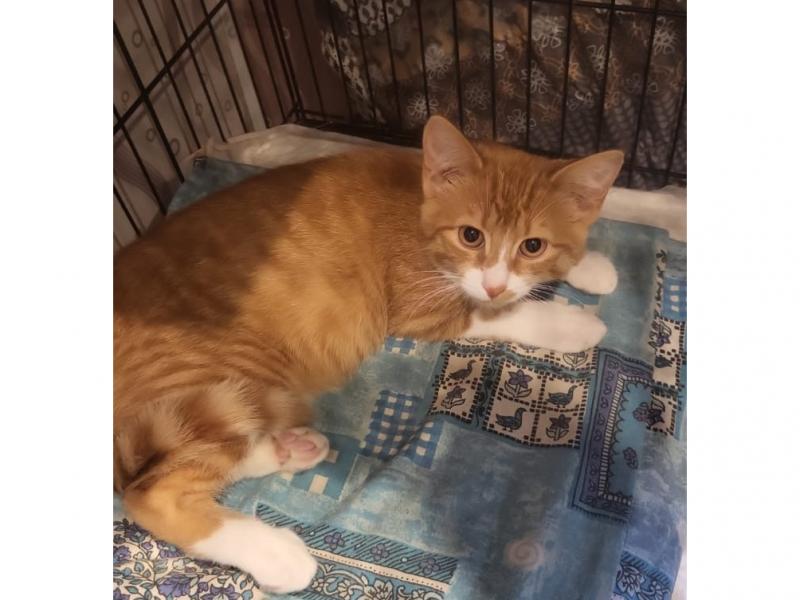 В дар кошку