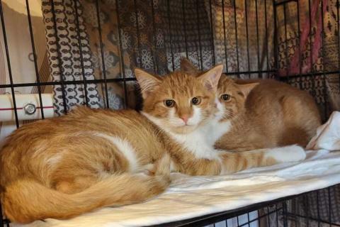 В дар кошку. Рыжие котята в добрые руки. Фото4