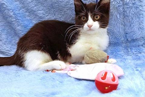 В дар кошку. Котёнок девочка маркизного окраса по имени Носюша ищет дом. Фото4