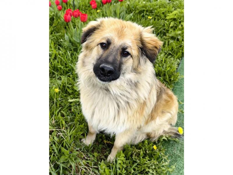 В дар собаку