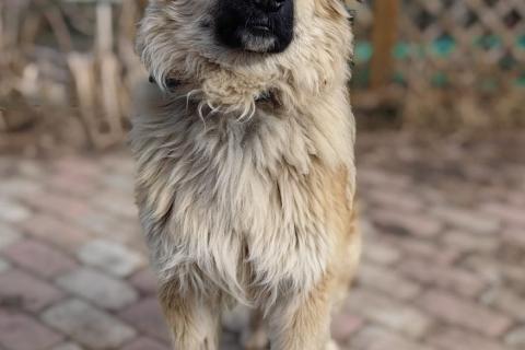 В дар собаку. Пушистый пёс Джек ищет дом. Фото2