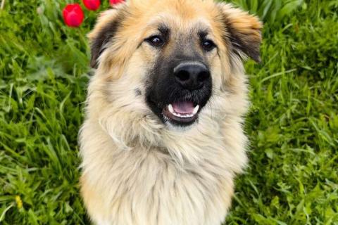 В дар собаку. Пушистый пёс Джек ищет дом. Фото3