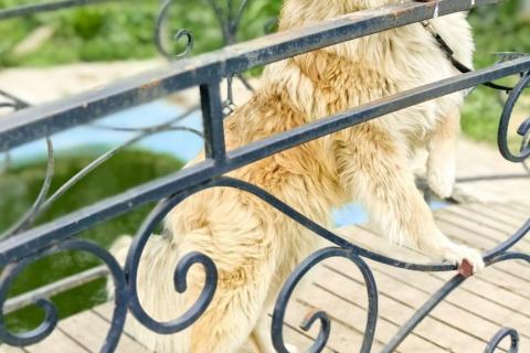 В дар собаку. Пушистый пёс Джек ищет дом. Фото4