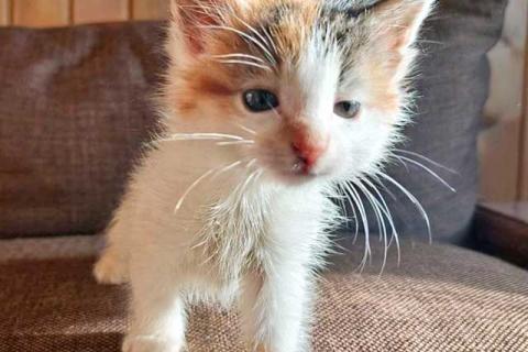 В дар кошку. Ищем добрые руки для очаровательных котят. Фото3