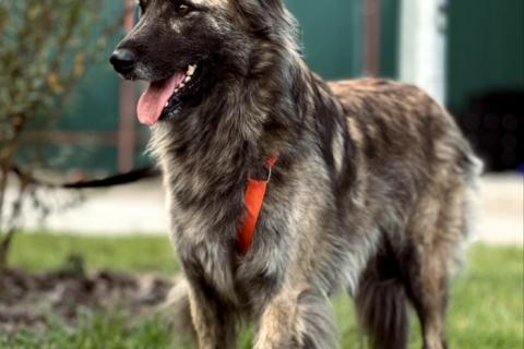 В дар собаку. Пушистая красавица собака Дюша в добрые руки. Фото2