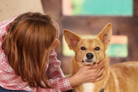 В дар собаку. Рыжая маленькая лисичка Фокси в добрые руки. Фото1