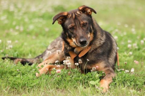 В дар собаку. Общительный и ласковый пёс Енисей в добрые руки. Фото2