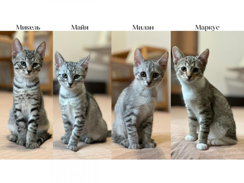 В дар кошку