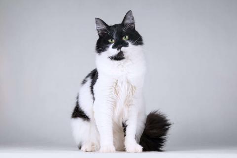 В дар кошку. Большой добрый кот по имени Мальчик. Фото1