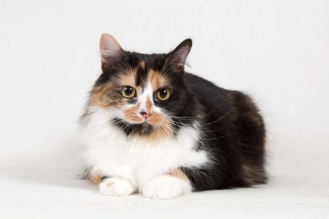 В дар кошку. Ласковая пушистая трёхцветная кошка Ксюша. Фото1