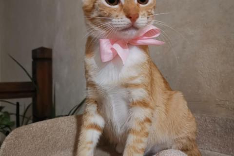 В дар кошку. Молоденькая рыжая Злата ищет дом!. Фото1