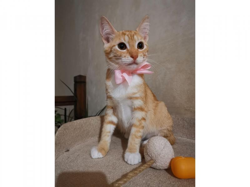 В дар кошку