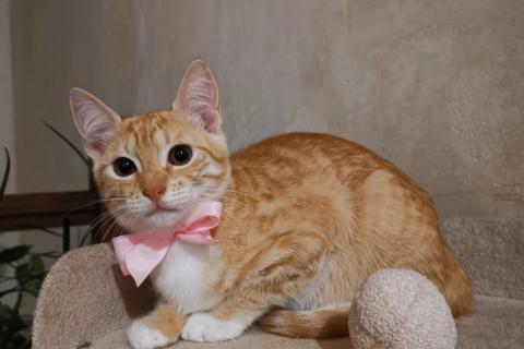 В дар кошку. Молоденькая рыжая Злата ищет дом!. Фото2