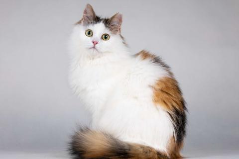 В дар кошку. Молодая сибирская трехцветная кошечка Зая в дар. Фото2