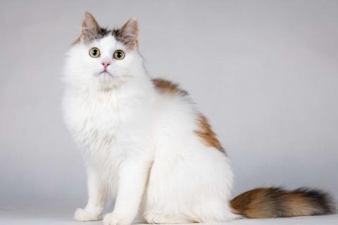 В дар кошку. Молодая сибирская трехцветная кошечка Зая в дар. Фото4