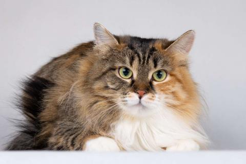 В дар кошку. Сибирячка Сандра в добрые руки. Фото2