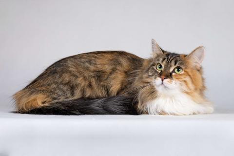 В дар кошку. Сибирячка Сандра в добрые руки. Фото3