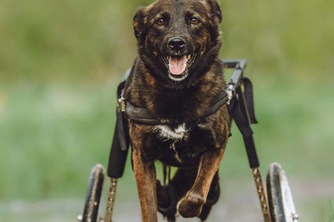 В дар собаку. Маленькая собачка-спинальник Кения в самые добрые руки. Фото3