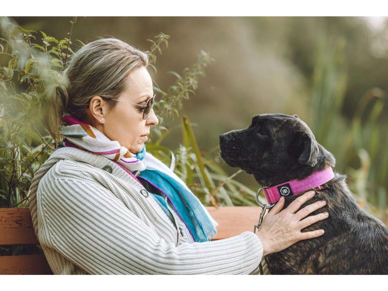 В дар собаку