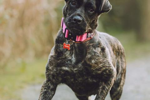 В дар собаку. Мудрая Миранда ищет дом. Фото2