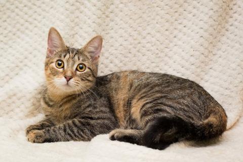 В дар кошку. Полосатая трехцветочка котёнок Теюшка в дар. Фото4