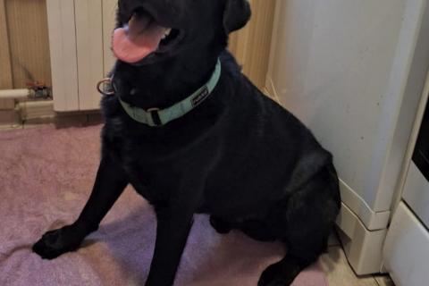 В дар собаку. У Дэни две недели на поиски дома!. Фото1