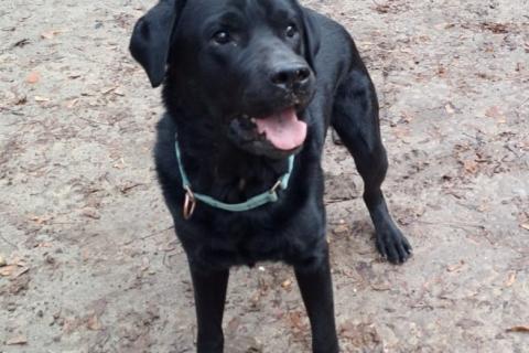 В дар собаку. У Дэни две недели на поиски дома!. Фото4