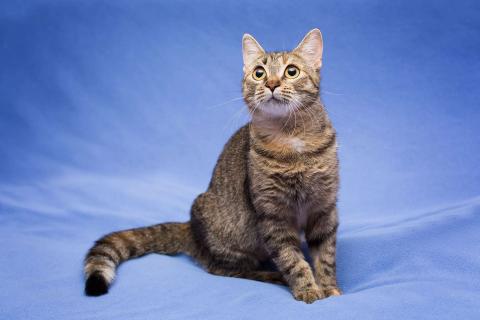 В дар кошку. Очаровательная полосатая кошечка Джуля в добрые руки. Фото4