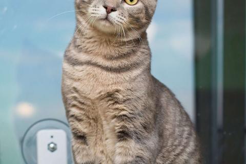 В дар кошку. Красавец серо-голубой котик-подросток Костя в добрые руки. Фото2