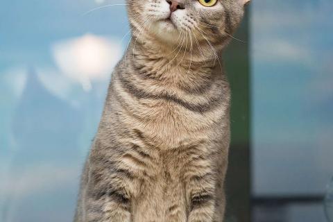 В дар кошку. Красавец серо-голубой котик-подросток Костя в добрые руки. Фото3