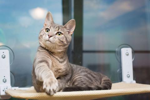 В дар кошку. Красавец серо-голубой котик-подросток Костя в добрые руки. Фото4