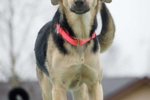 В дар собаку. Небольшая забавная собачка Глори в дар. Фото2