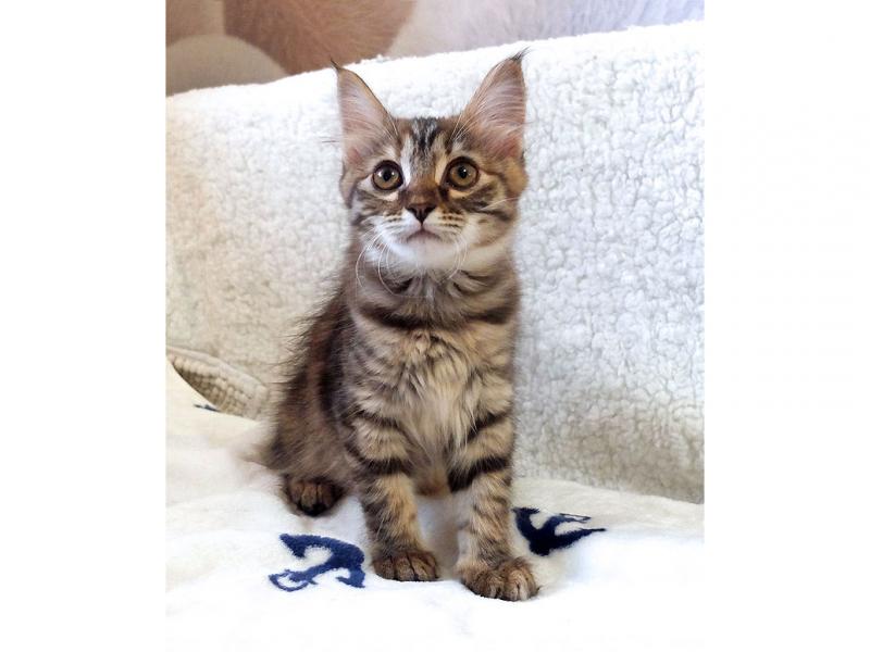 В дар кошку