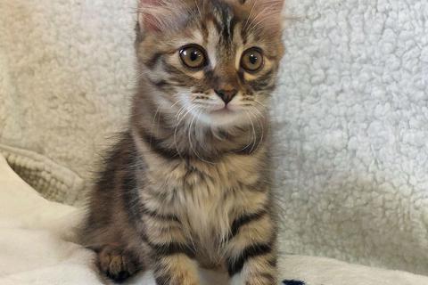В дар кошку. Маленькая полосатая кото-рысь ищет дом. Фото3