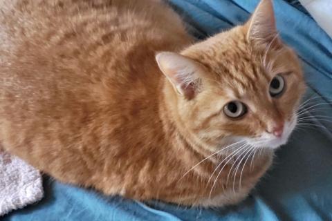 В дар кошку. Воспитанная интеллигентная рыжая кошечка Алиса ищет дом. Фото4