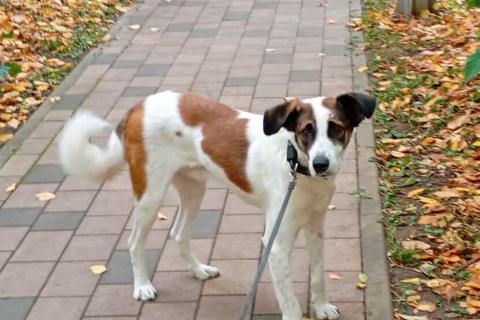 В дар собаку. Спокойный и ласковый белый пёс Арчи в дар. Фото1