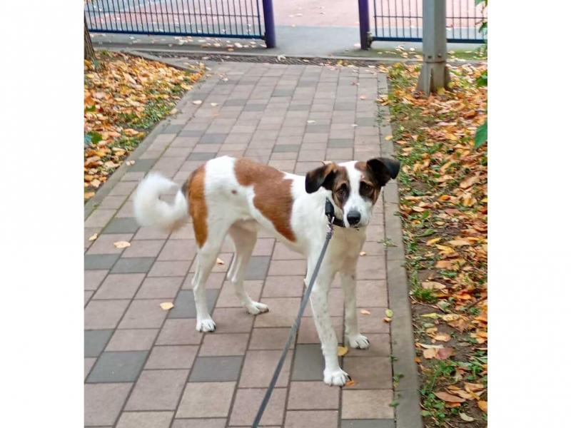 В дар собаку