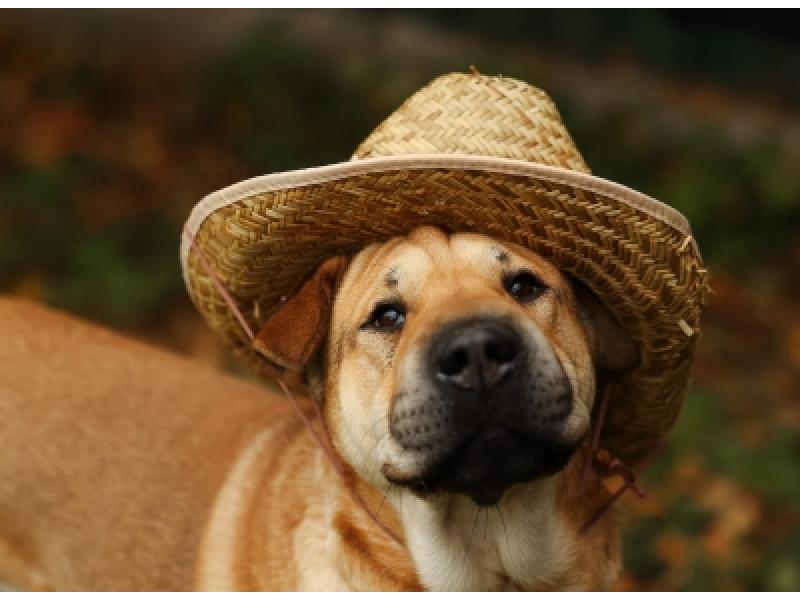 В дар собаку