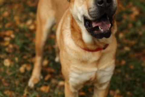 В дар собаку. Маффин суперпозитивный и общительный!. Фото3