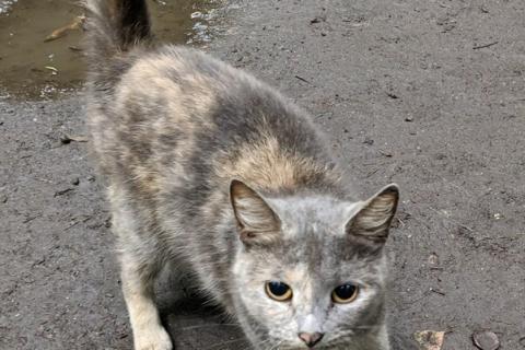 В дар кошку. Трехцветная кошечка погибает на улице. Фото2