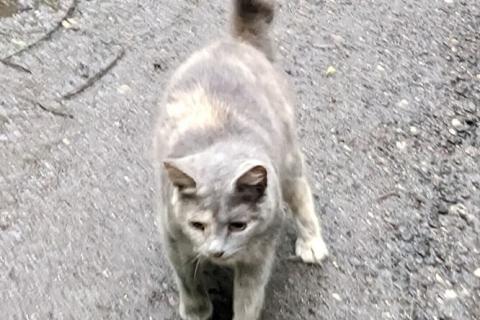 В дар кошку. Трехцветная кошечка погибает на улице. Фото4