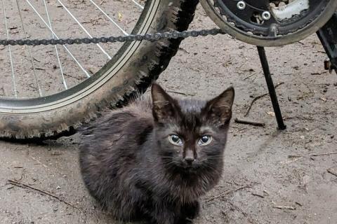 В дар кошку. Выбросили черного котёнка! На улице погибнет. Фото2