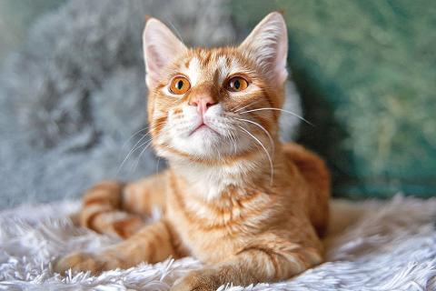 В дар кошку. Котёнок Марчелло - рыжее солнышко в добрые руки. Фото3