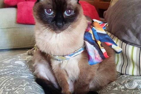 В дар кошку. Ищет дом пожилая, очень нежная тайская кошка по имени Сюся. Фото3