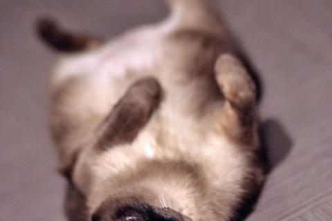 В дар кошку. Ищет дом пожилая, очень нежная тайская кошка по имени Сюся. Фото4