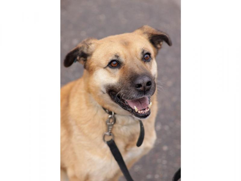 В дар собаку