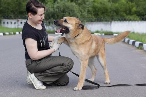 В дар собаку. Хана: звезда, которая ждет своего часа! В добрые руки. Фото4