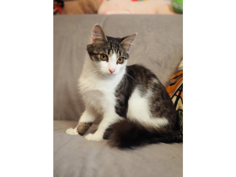 В дар кошку