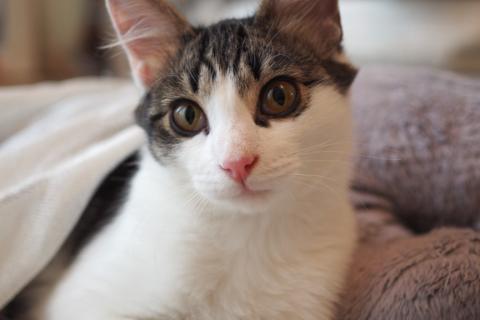 В дар кошку. Луис — котёнок-компаньон ищет дом. Фото2